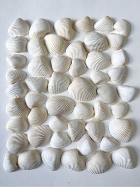Seashells 50 Ark Clam Shells 1-1/2” to 2-1/4” White Beach Decor Arts Crafts